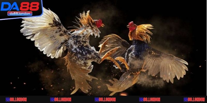 Khám phá các hình thức thi đấu đá gà tại DA88
